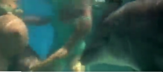 DELFIN