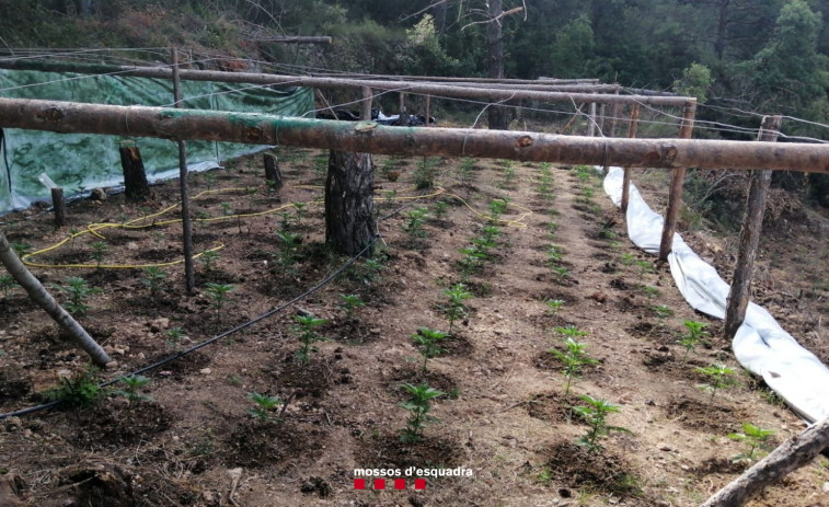 En libertad con cargos 5 hombres acusados de cultivo y tráfico de marihuana en Alt Camp