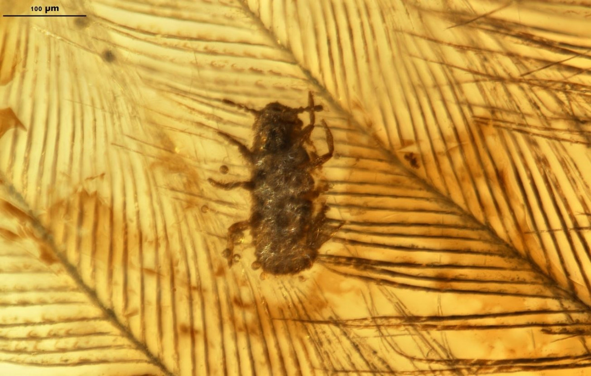 EuropaPress 2543475 mesophthirus angeli preservado ambar