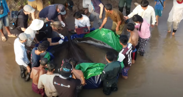 VÍDEO: Una manta de 300 kilos, el pez de agua dulce más grande del mundo