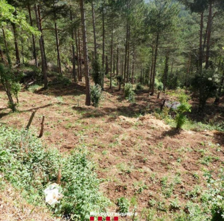 Dos detenidos y más de 4.000 plantas de marihuana incautadas en una localidad de Tarragona