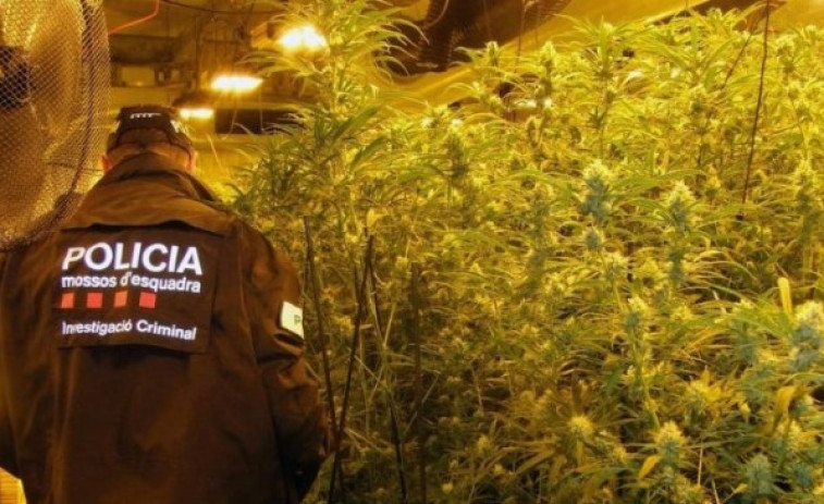 Golpe policial contra la marihuana en el Camp de Tarragona