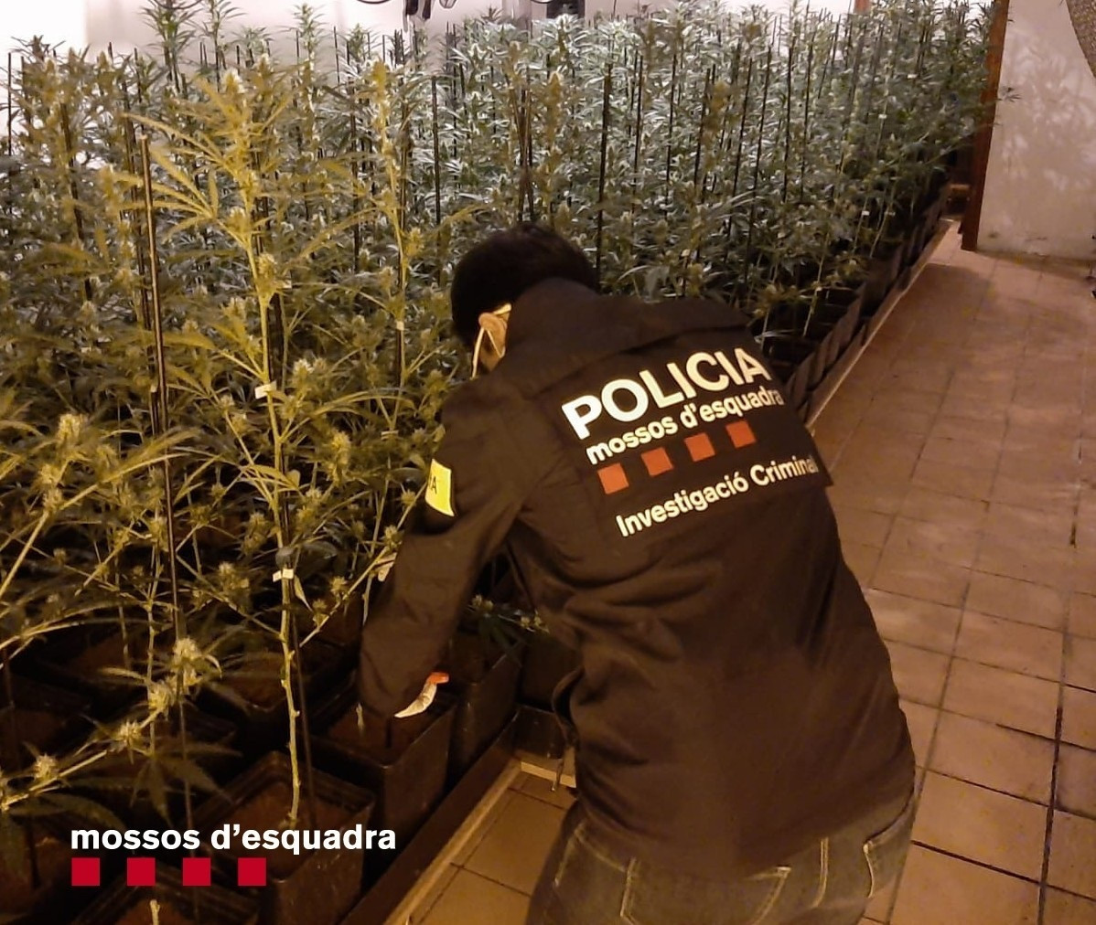 Catalunyapress MossosMarihuana
