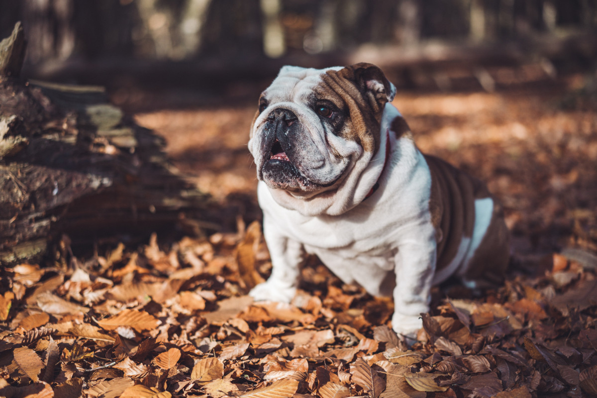 Sebastien lavalaye qJQRJAnFuTI unsplash