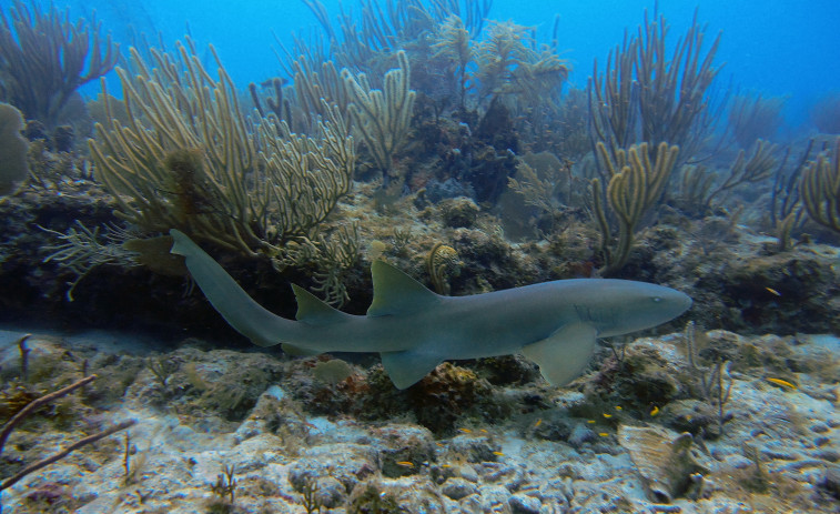 Un niño de ocho años es atacado por tres tiburones: 