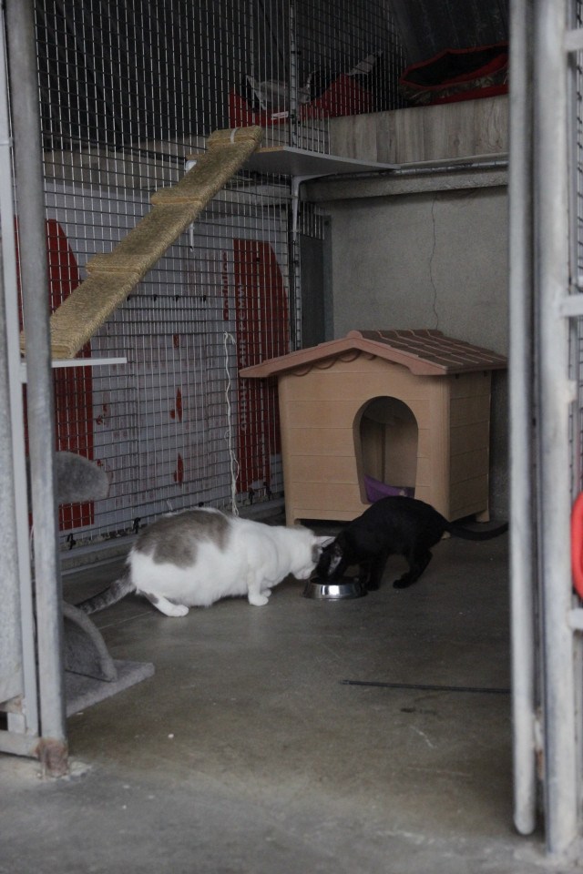 CatalunyapressgatosGirona