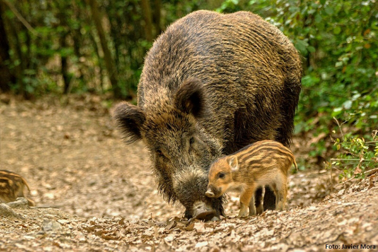 Ecologistas defienden la esterilización como método de control de la población de jabalíes