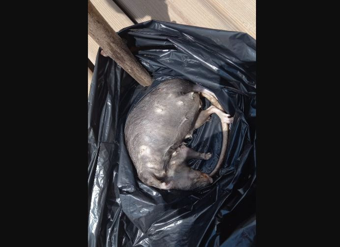 Catalunyapress rataicariabarcelona