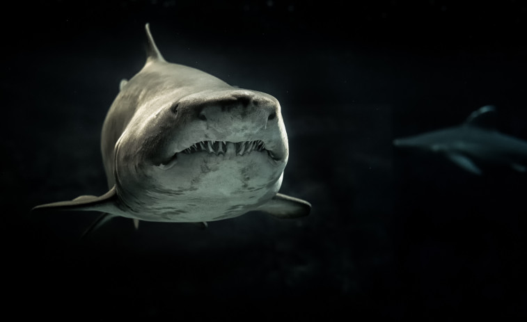 Un tiburón toro mata a una mujer delante de su marido e hijos