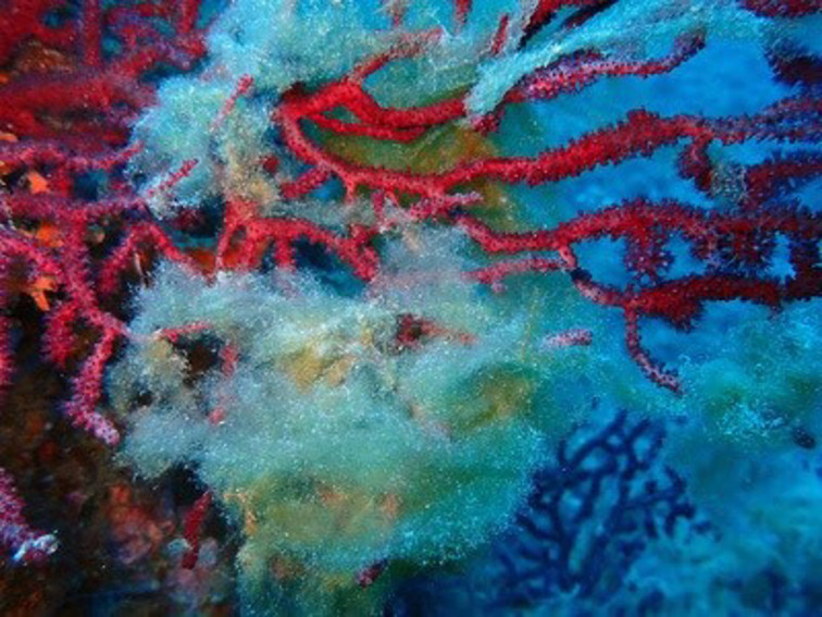 Alerta en el Cap de Creus por la presencia de una alga invasora que podría destruir el ecosistema