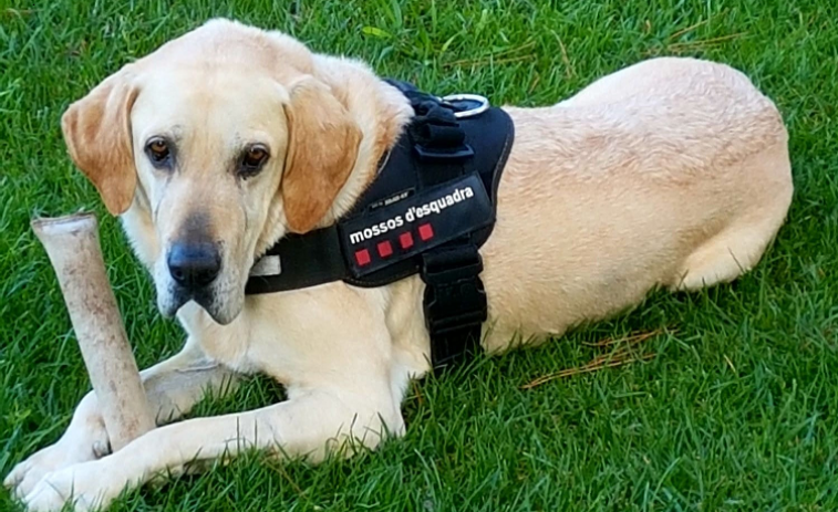 Muere Unkas, el perro que ayudó a los Mossos en los atentados del 17-A en la Rambla