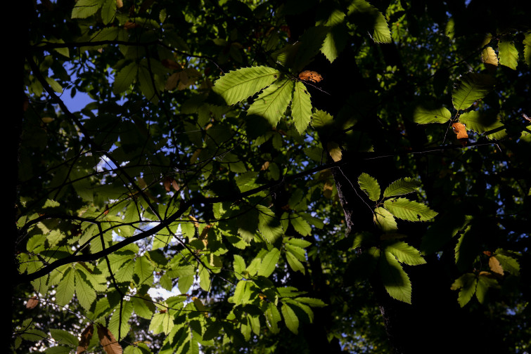 El próximo otoño será más cálido y seco de lo normal