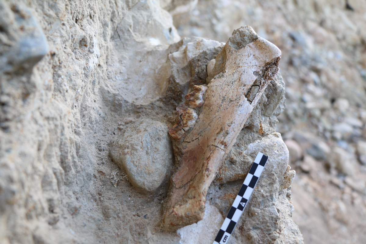 EuropaPress 4712942 imagen mandibula tigre dientes sable hace millon anos recuperada yacimiento
