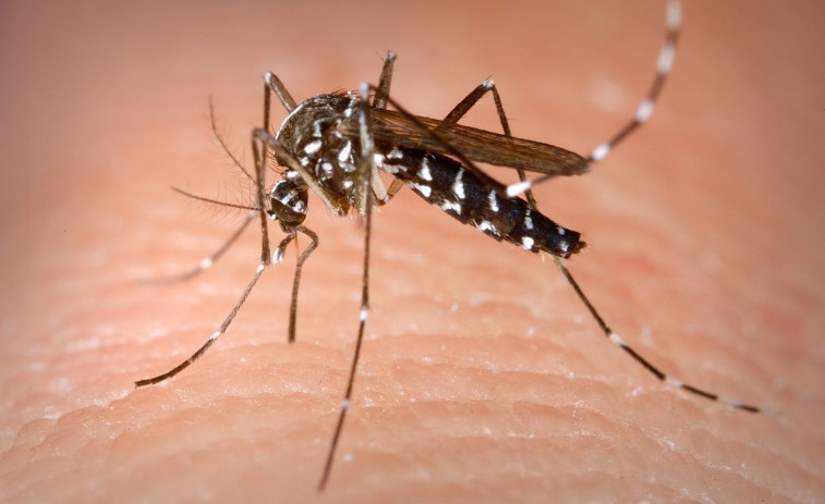 Chikungunya importado en España: El Ministerio de Sanidad aclara a CatalunyaPress las últimas alertas sanitarias