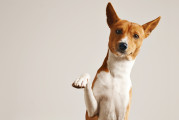 Catalunya press   perro