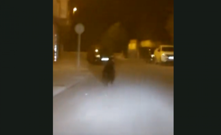 VÍDEO: Un oso pasea a sus anchas por el centro de Ponferrada