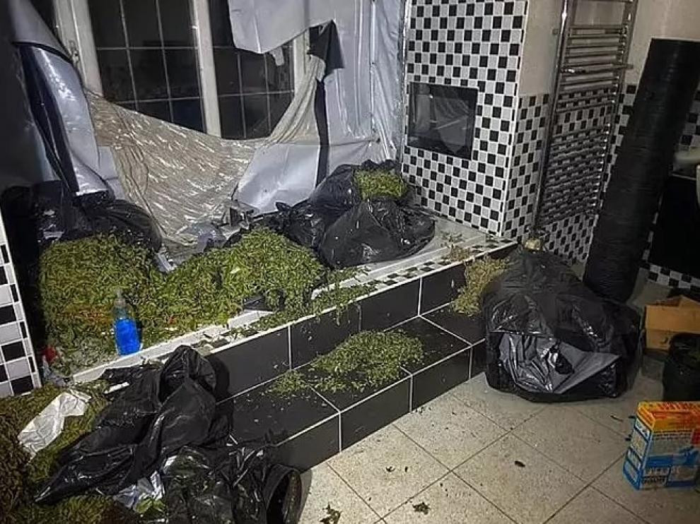 CATALUNYA PRESS   marihuana