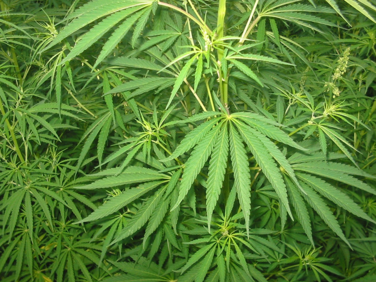 Alemania legalizará el consumo recreativo de marihuana