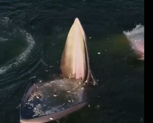 VÍDEO. Así come una ballena en Tailandia