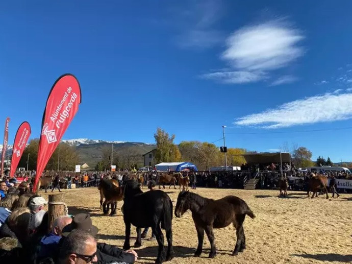 Récord absoluto de participación en el la 41 edición del Concurs de Cavalls de Puigcerdà