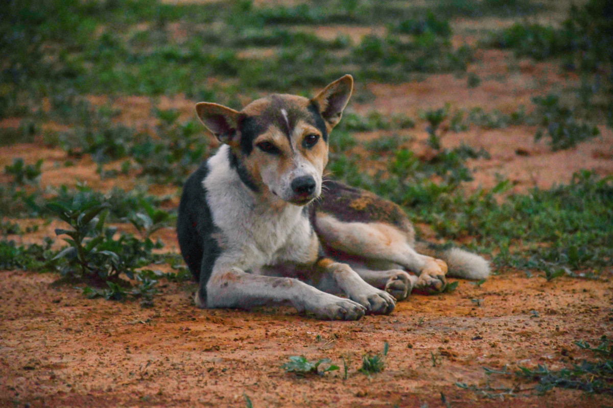 Manjur alom SjhM4QsCKhk unsplash
