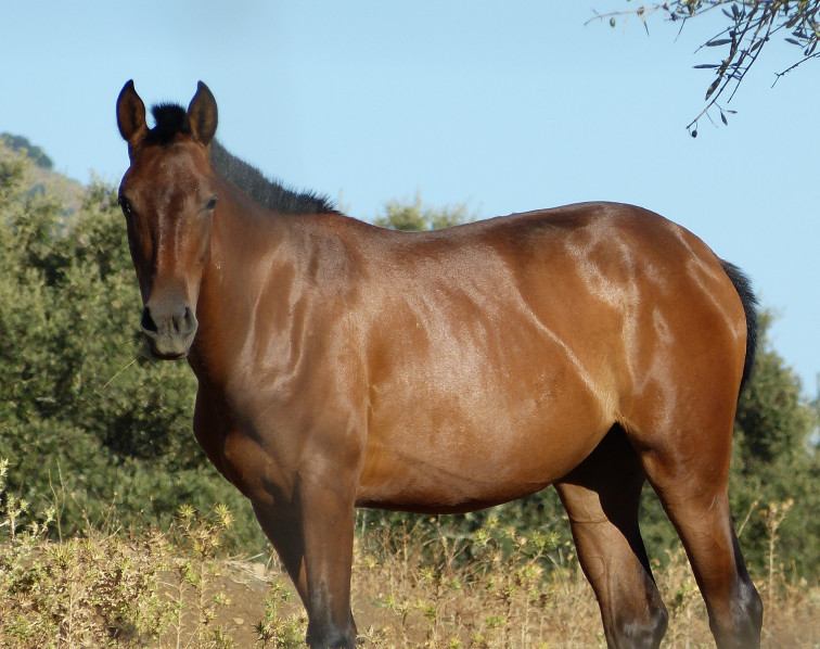Los Bomberos rescatan a un caballo que se había caído a un pozo