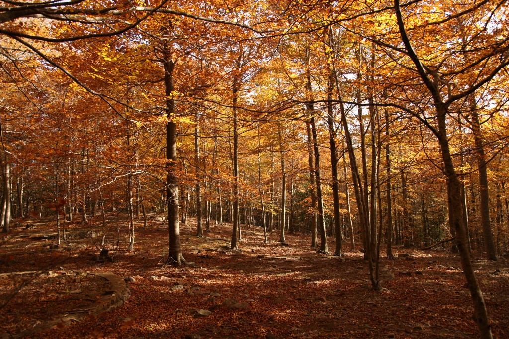 Arbreda tardor montseny 1
