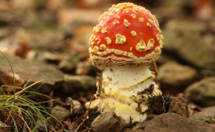 Cinco rutas para disfrutar del Montseny este otoño