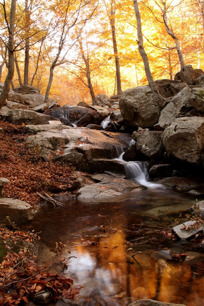 Aigua tardor montseny 1