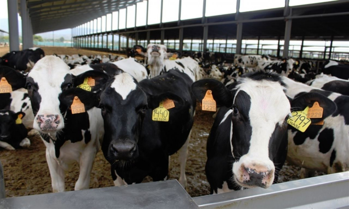 Vacas