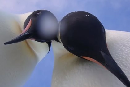 Pingu