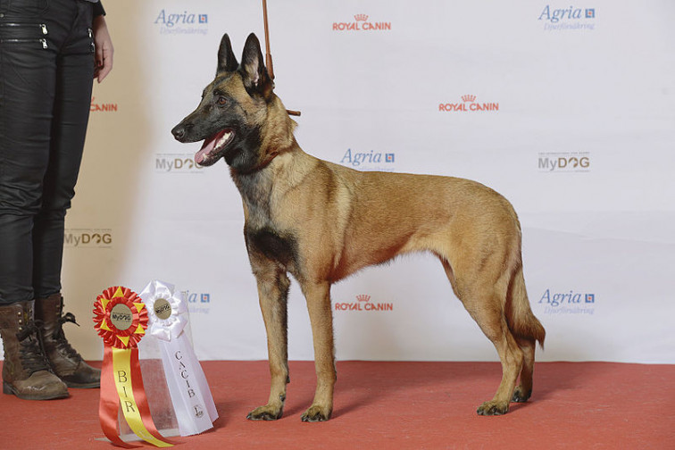La última del 'Dibu' Martínez: gasta un dineral en un perro para proteger su medalla del Mundial
