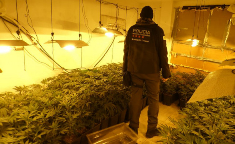 Desmantelada una plantación de marihuana en Hostalric