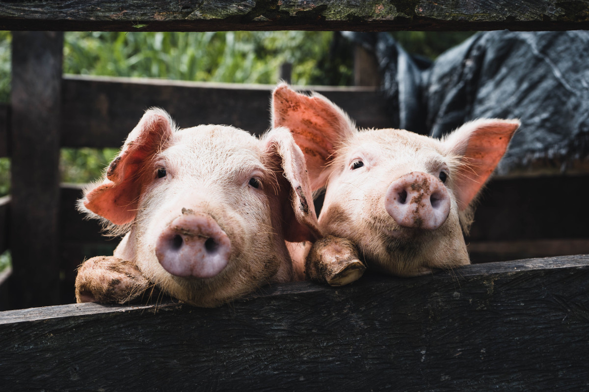 Kenneth schipper vera 6y7jACxmhP8 unsplash (1)