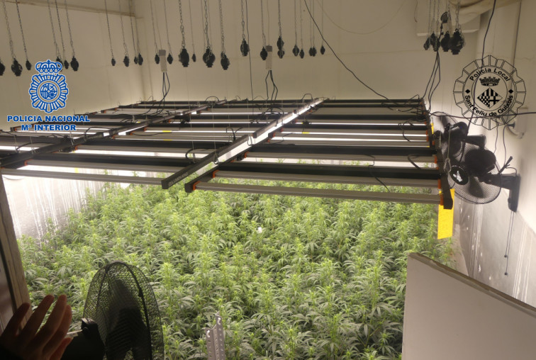 Desmantelan un laboratorio subterráneo de marihuana en Sant Feliu de Guíxols