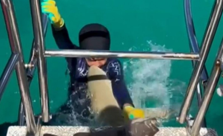 VÍDEO: Un tiburón ataca a un niño mientras se está subiendo al barco