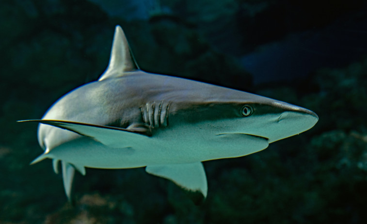 Una menor fallece mutilada por un tiburón tras saltar al agua al confundirlo con un delfín