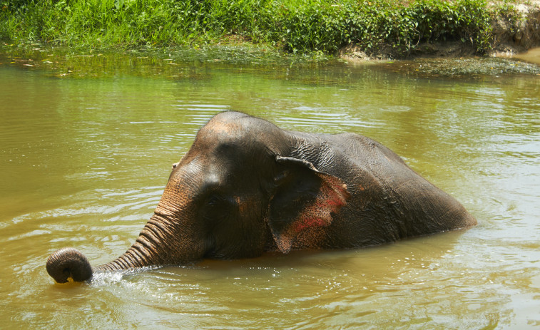 Turistas matan a un elefante en Tailandia tras alimentarlo con plátanos contaminados