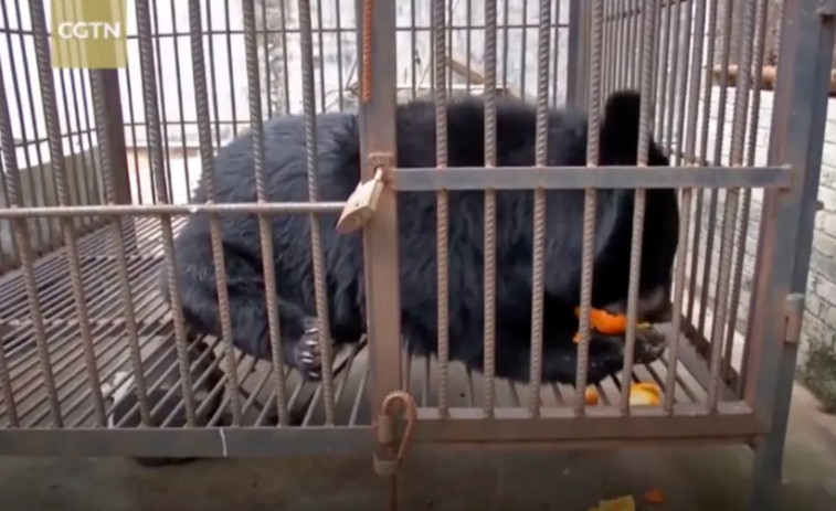 Una mujer cuida un 'perro' durante dos años y al final descubre que es un oso