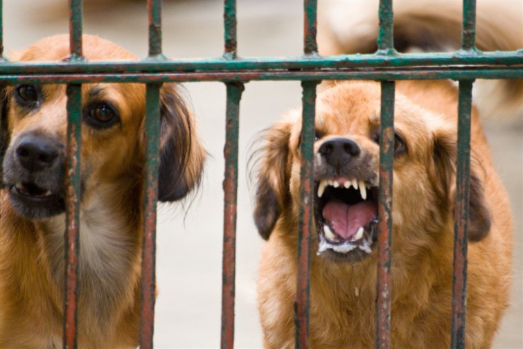 Fallece un hombre tras ser atacado por una manada de perros