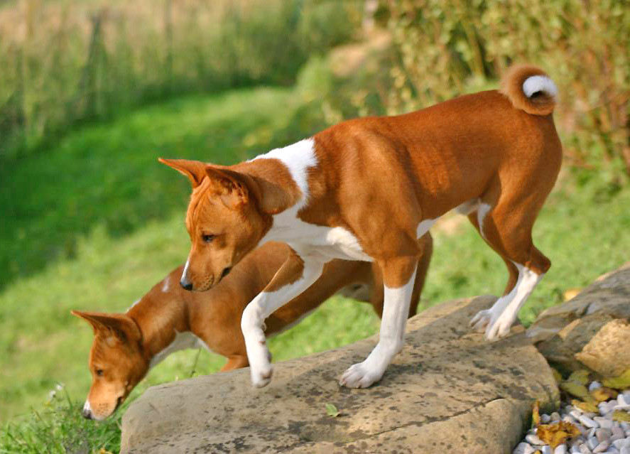 Basenjis Charly e Bravo a sette mesi