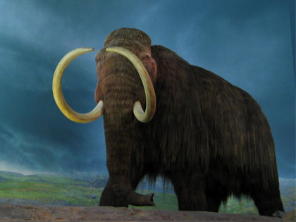 Científicos crean una albóndiga de mamut lanudo... pero no se atreven a comerla
