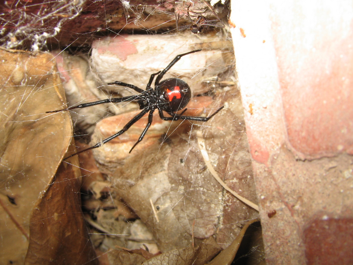 Black widow (Latrodectus mactans)