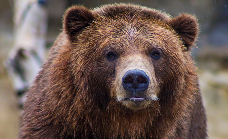 Un oso mata a un joven de 24 años que había salido a correr en Italia