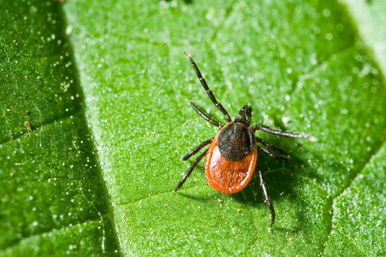 LYMEtro a metro: para concienciar sobre la enfermedad de Lyme crónica