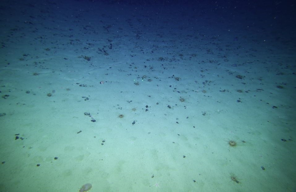 Catalunya press   Lecho marino abisal
