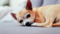 Una mujer mata al chihuahua de su novio durante una discusión tirándolo por la ventana de un tercer piso
