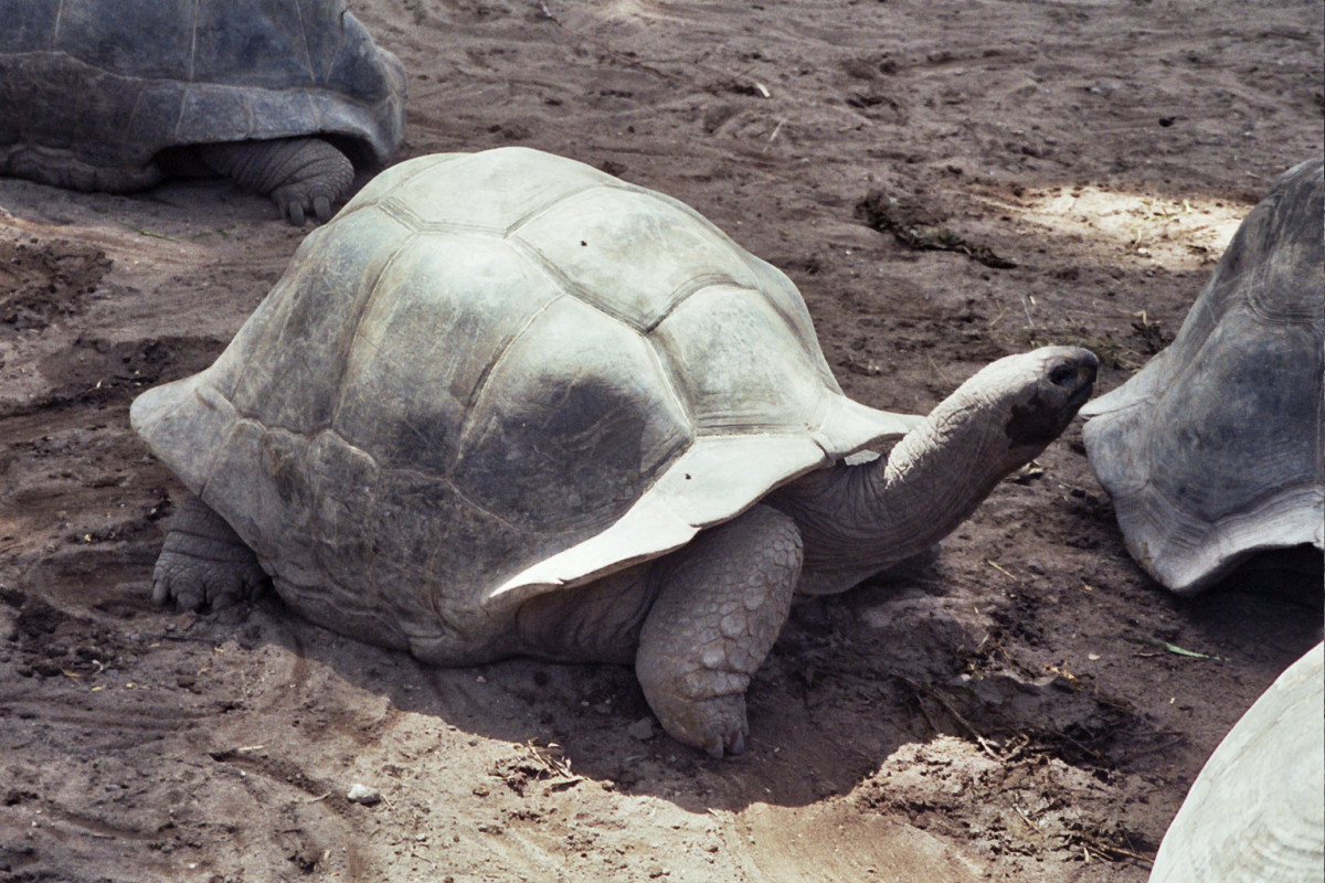 Catalunya press   tortuga