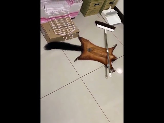 Ardilla dramática tira la escoba y se hace la muerta jajajaj