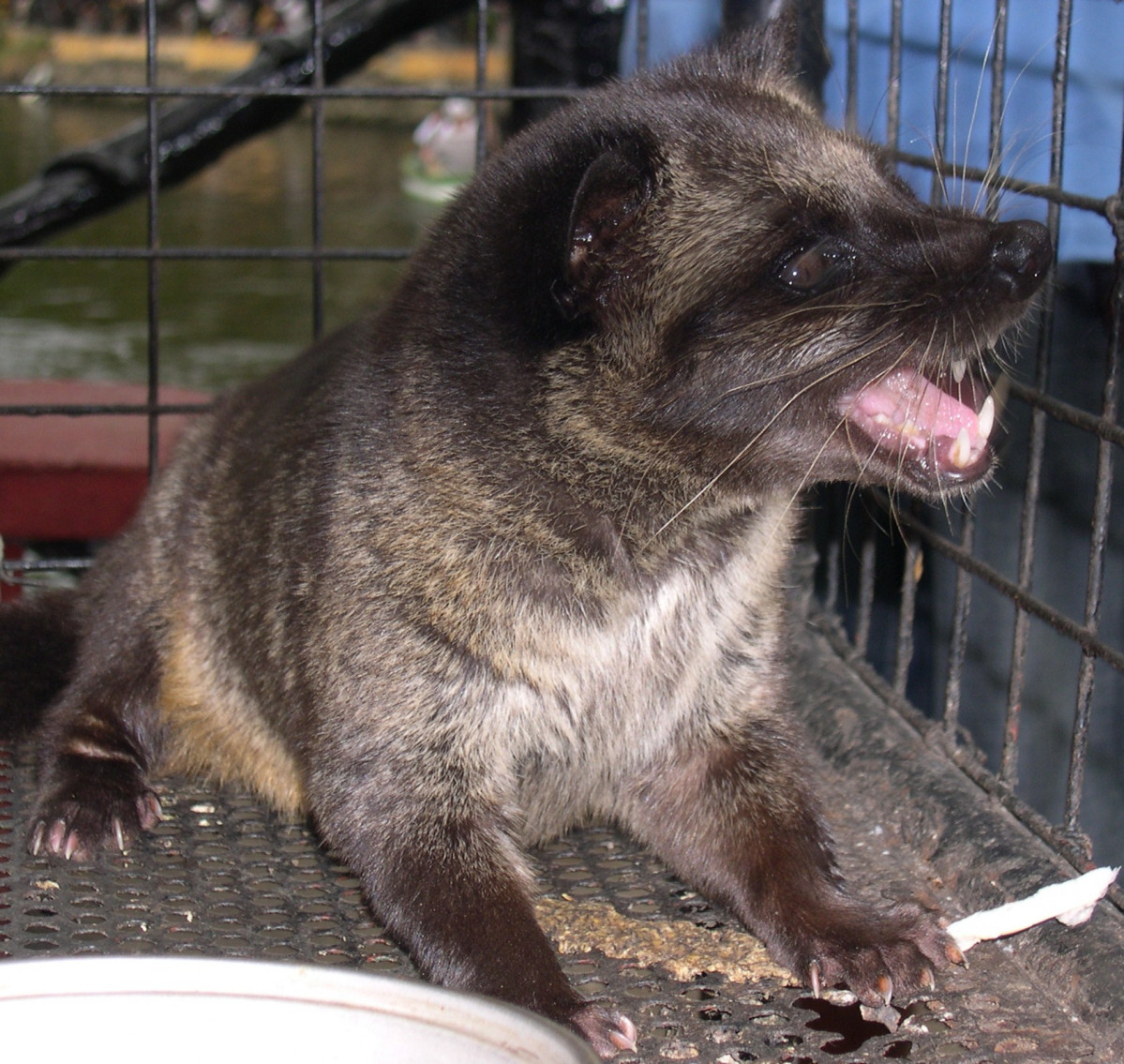 Paradoxurus hermaphroditus philippensis